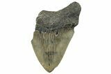 Partial, Fossil Megalodon Tooth - Serrated Blade #294696-1